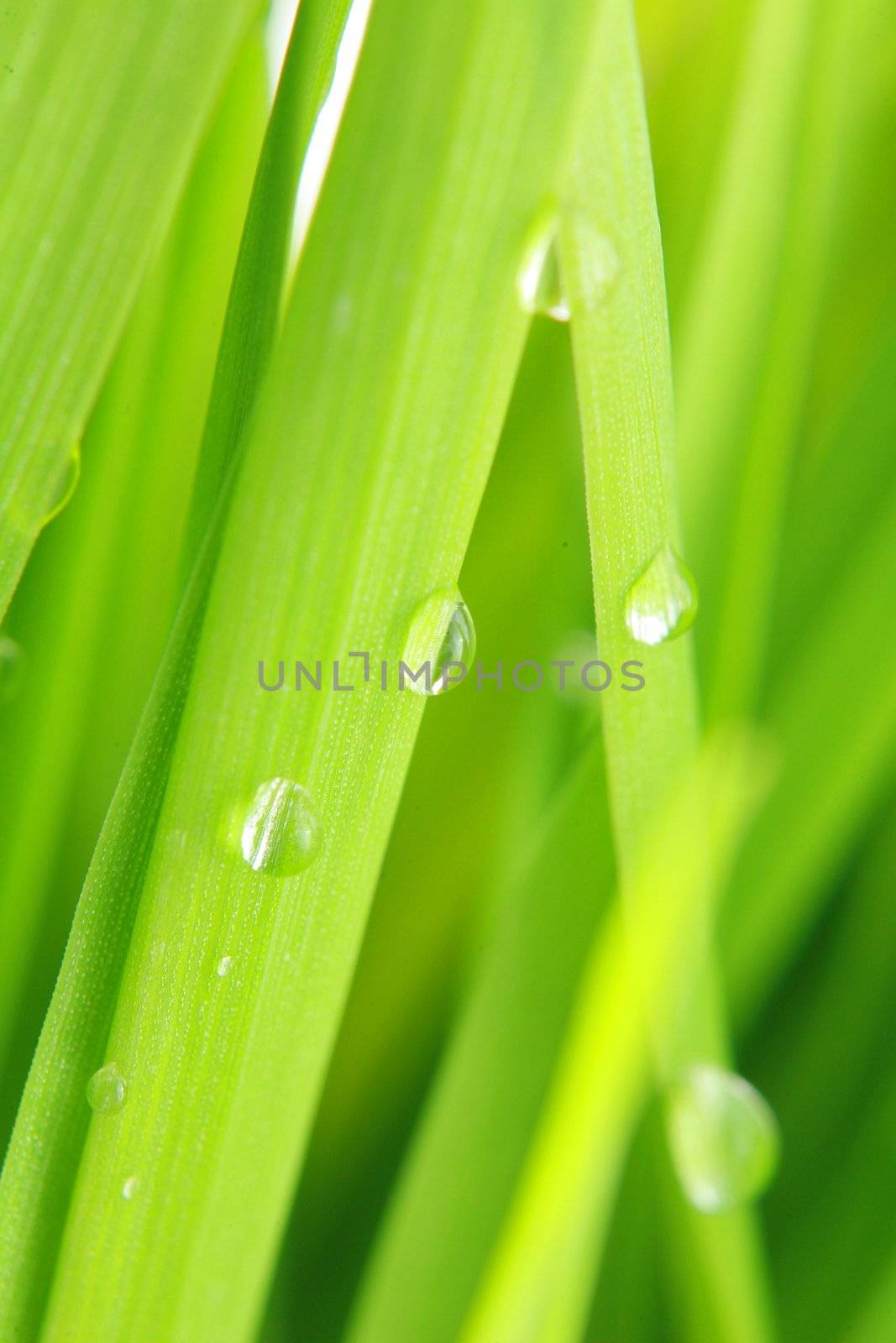 close-up of green grass, extreme shallow focus!...........