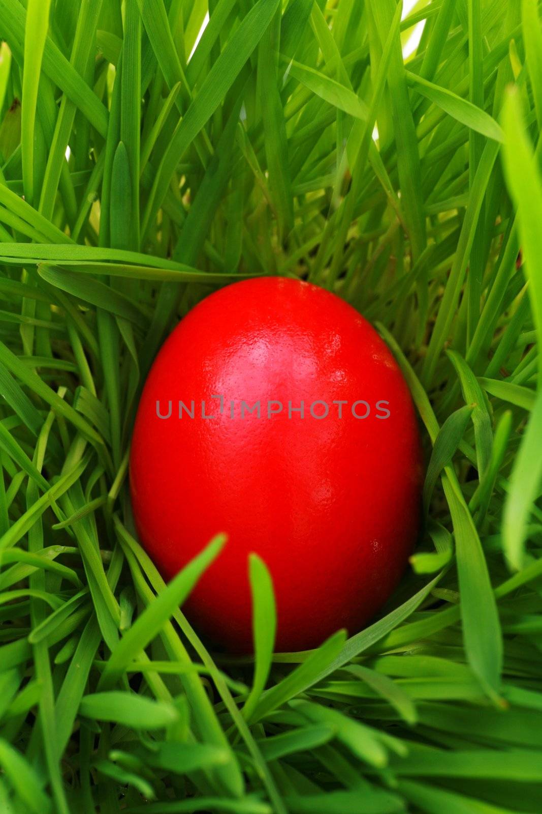 a easter nest with egg in the grass...........