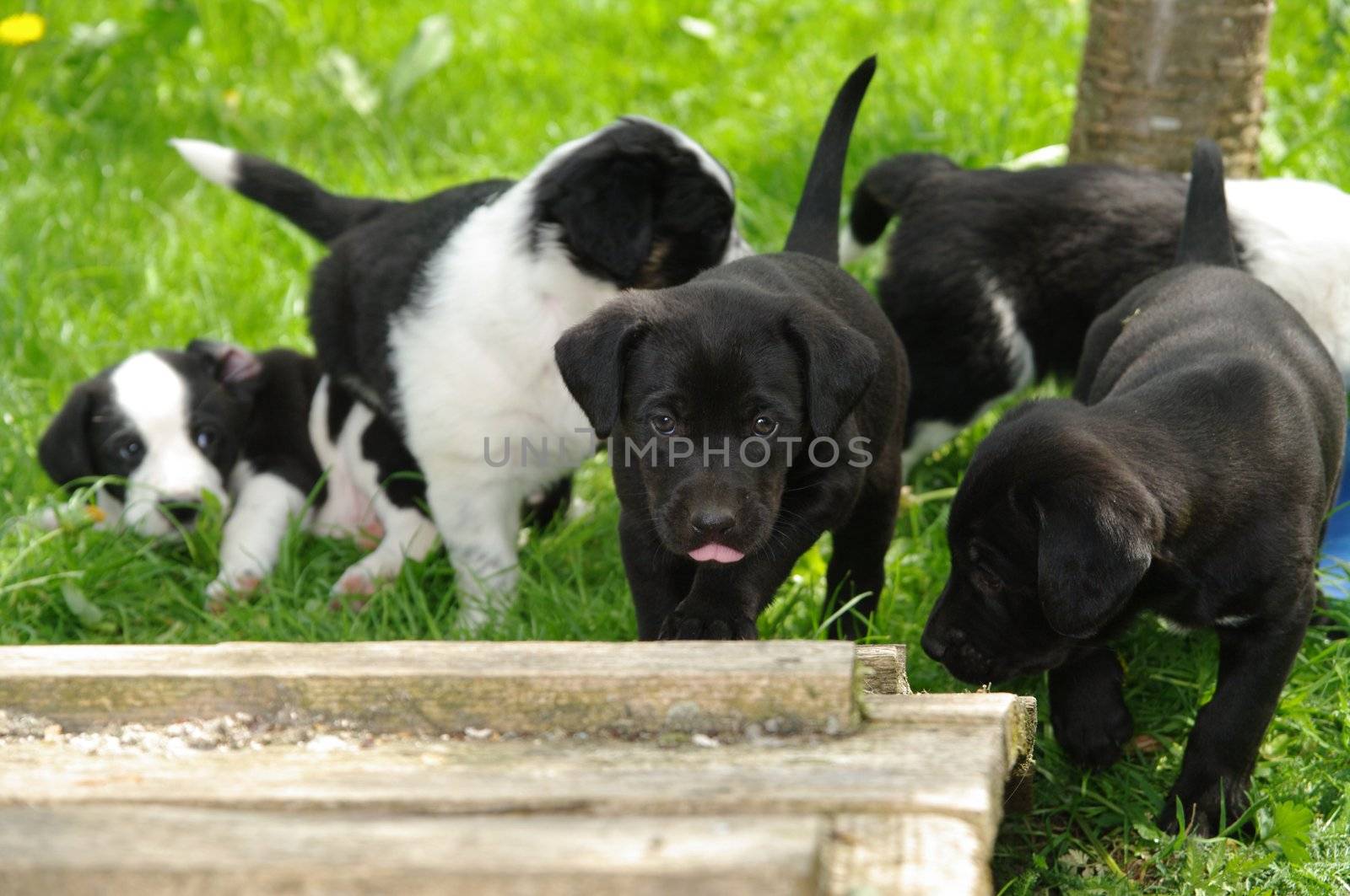 cute puppies in the meadow looking curios