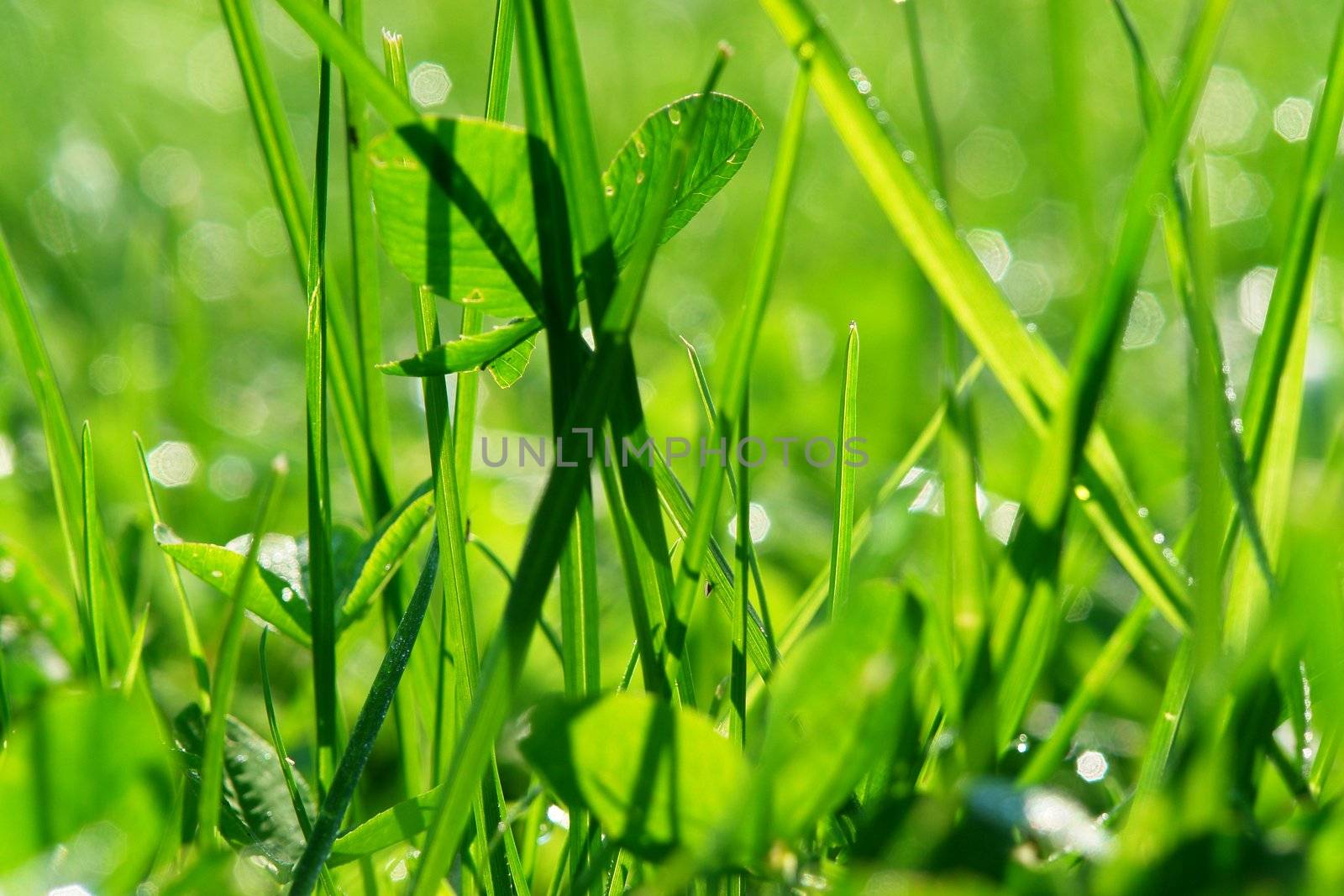 close-up of some green grass outside in the meadow
