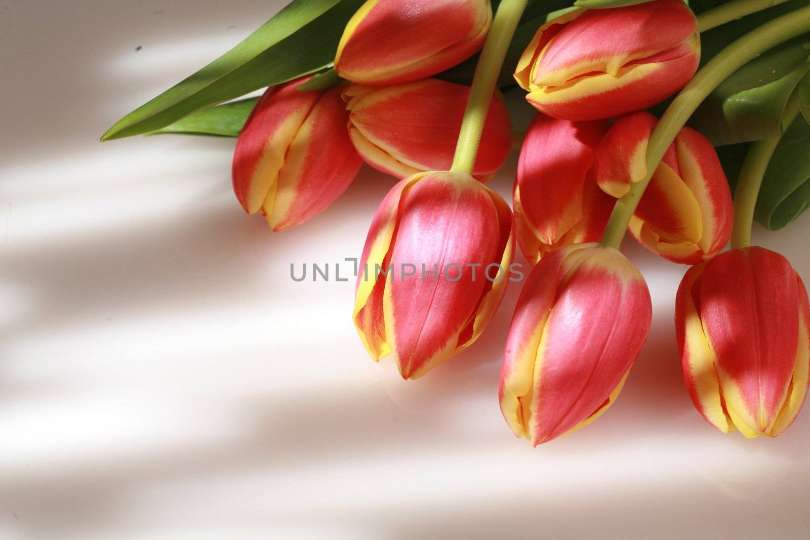 tulips in creative lightning normally not suitable for Microstock
