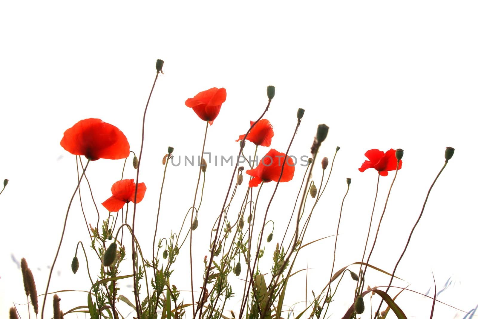 red poppies isolated on a white background