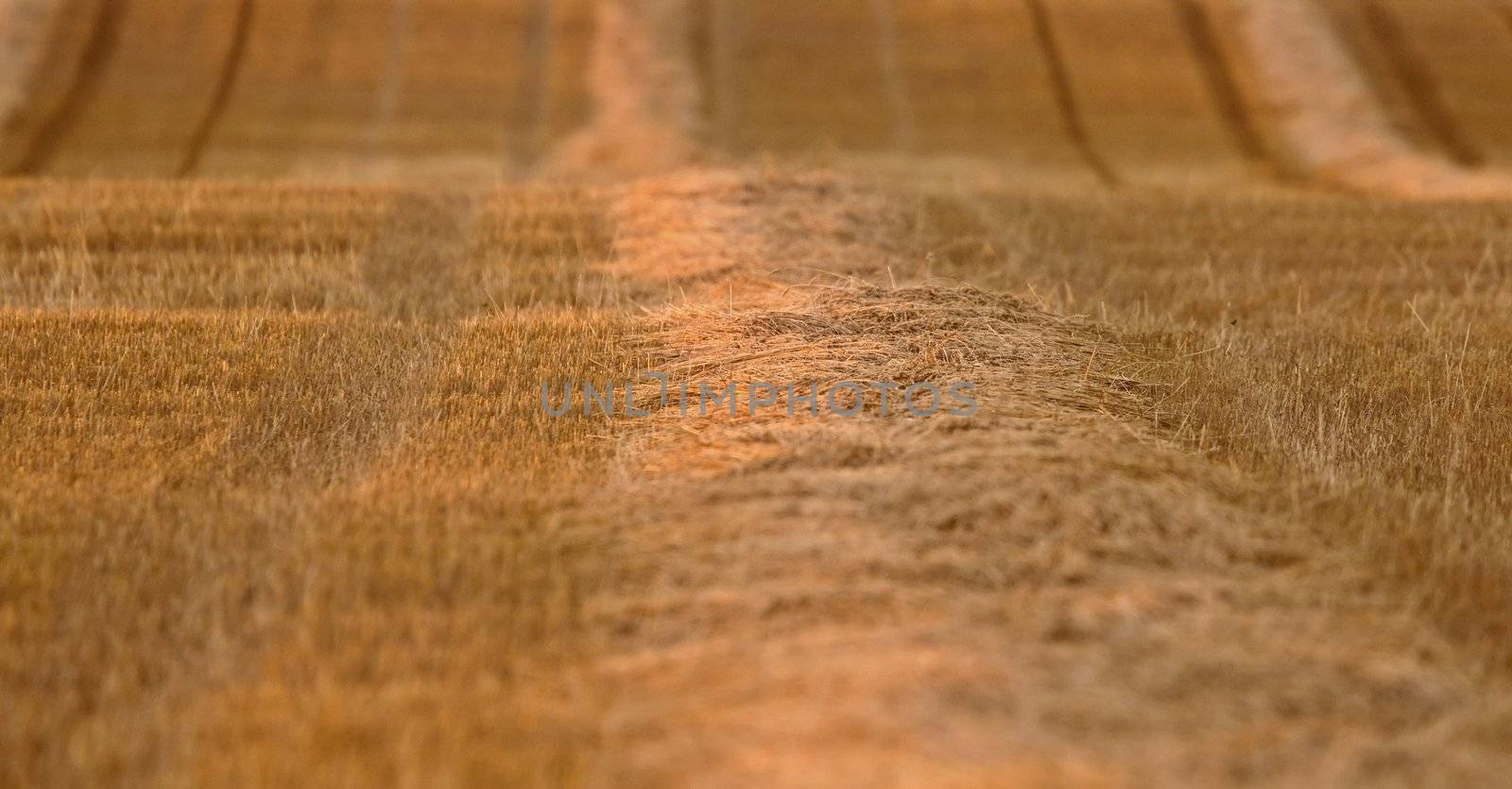 Wheat Field swathe Saskatchewan Canada Harvest time