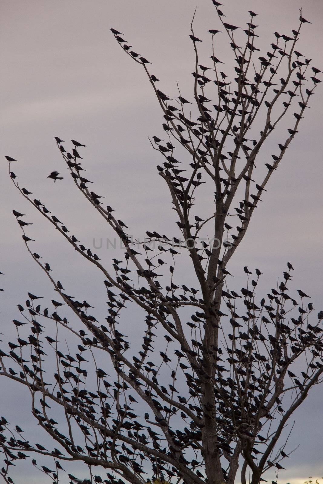 Blackbirds in tree full Saskatchewan Canada