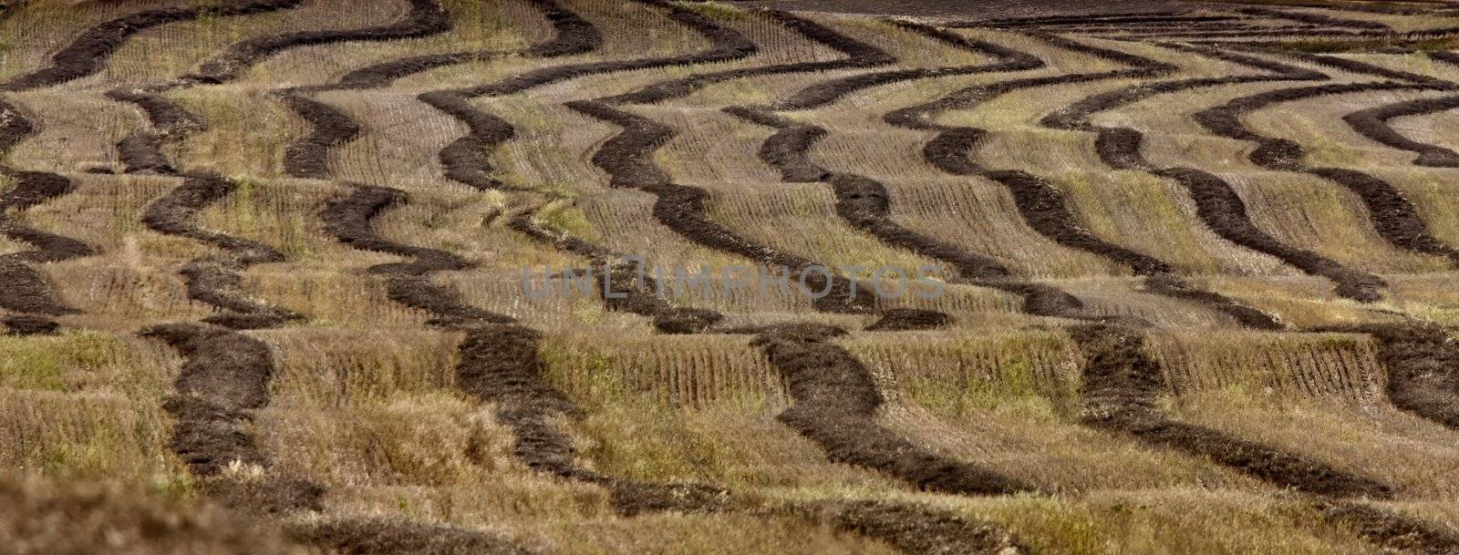 Wheat Field swathe Saskatchewan Canada Harvest time