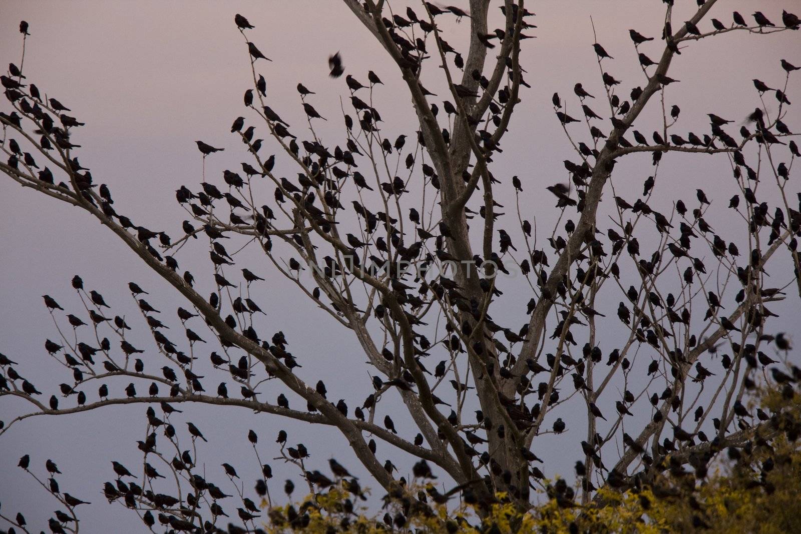 Blackbirds in tree by pictureguy
