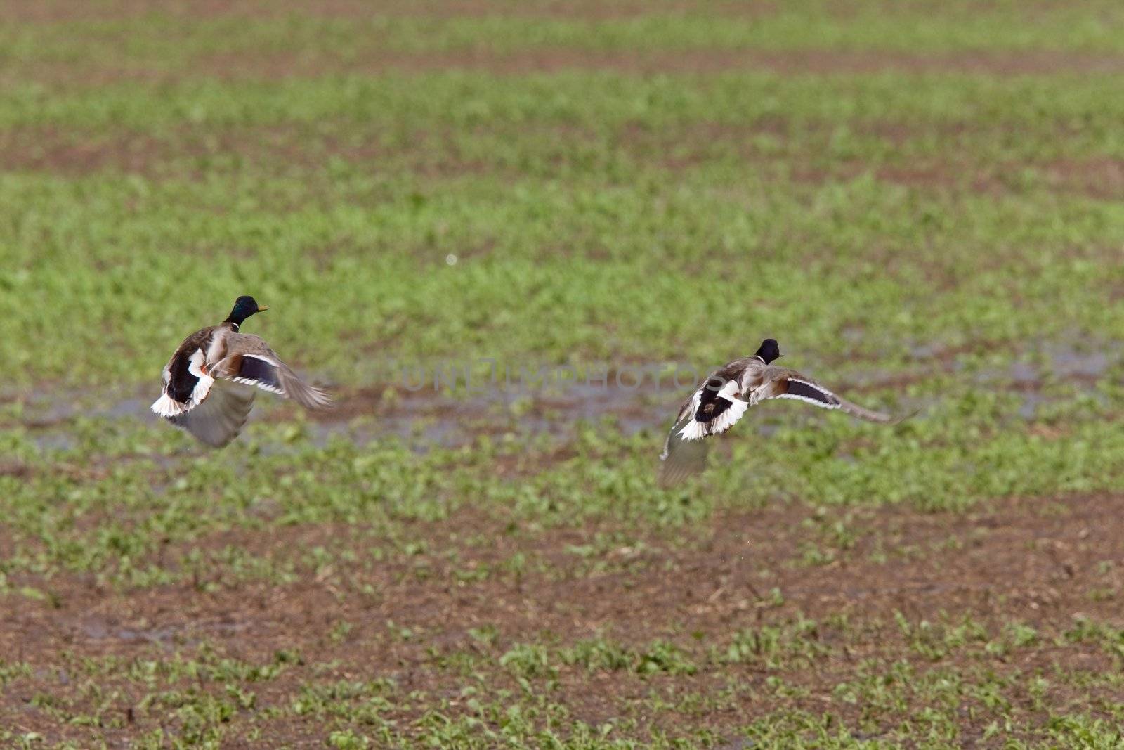 Blue Winged Teal in Flight Saskatchewan