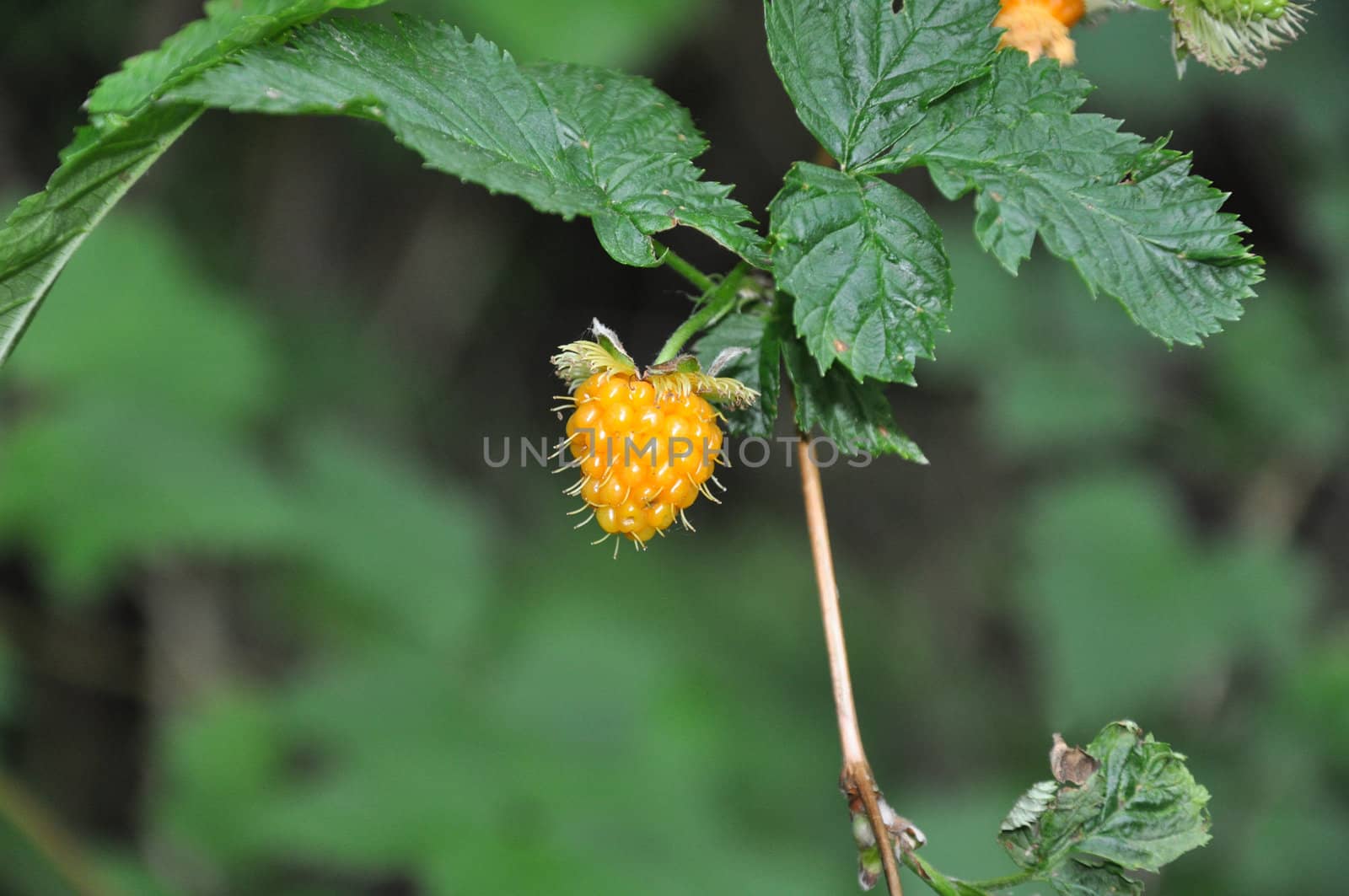 Wild raspberry cane in a summer forest