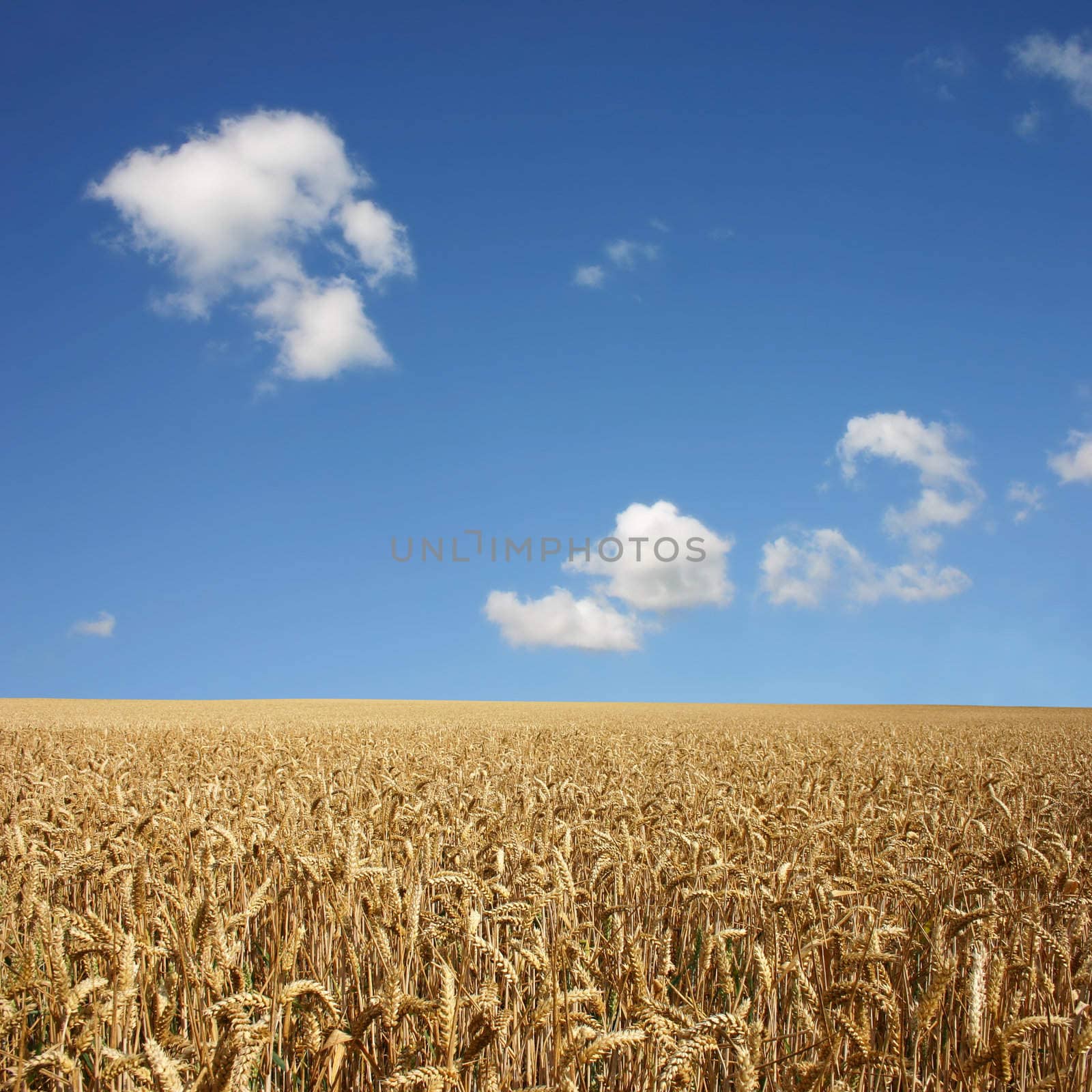 A Golden Wheat Field Landscape with blue Sky