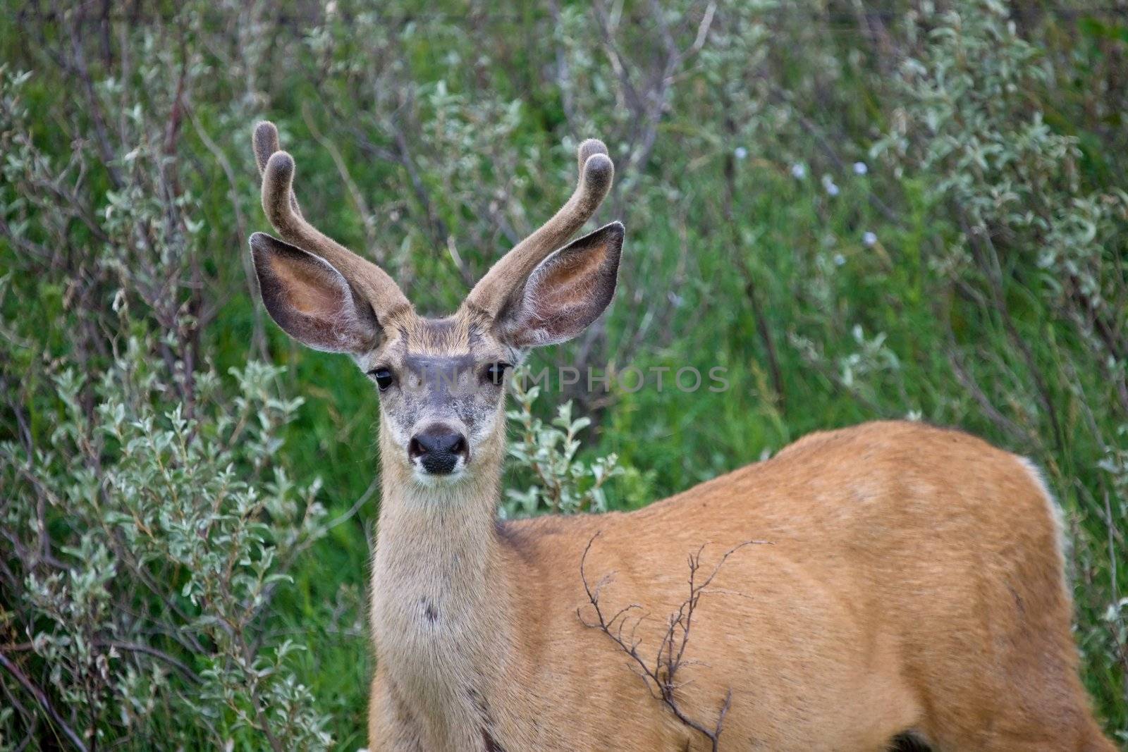 Mule Deer Buck velvet Antlers by pictureguy