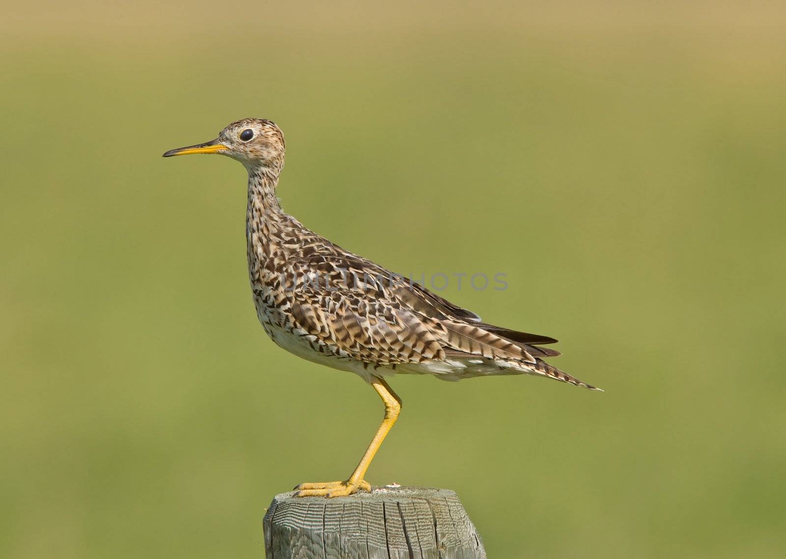 Upland Sandpiper on post by pictureguy