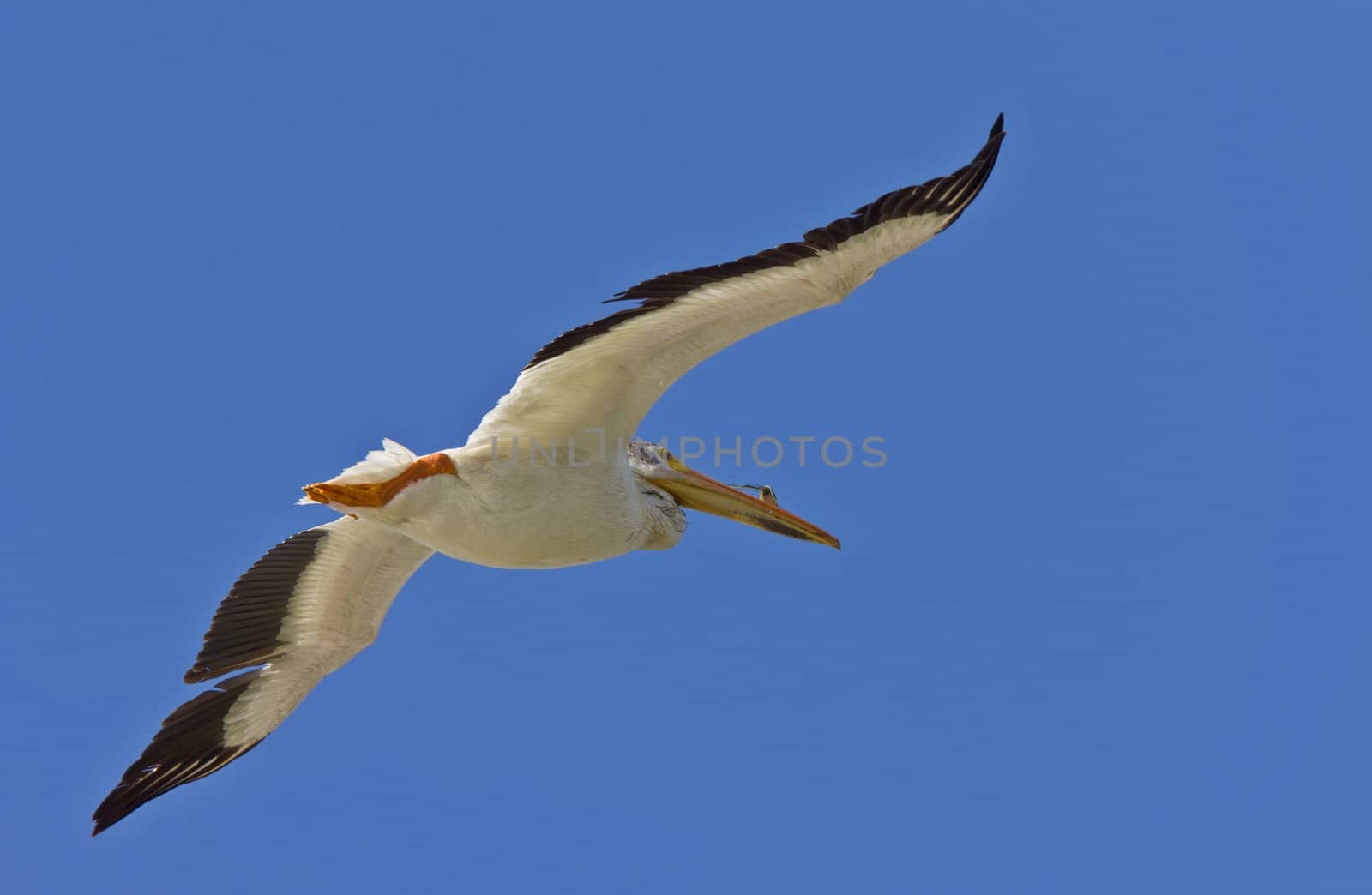 American White Pelican in Flight by pictureguy
