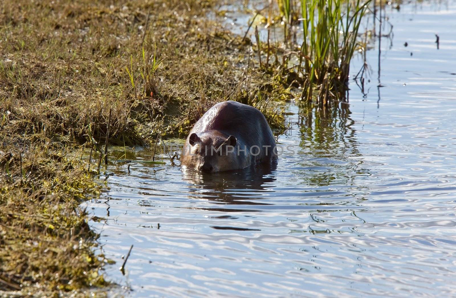 Canadian Beaver near shore on river by pictureguy