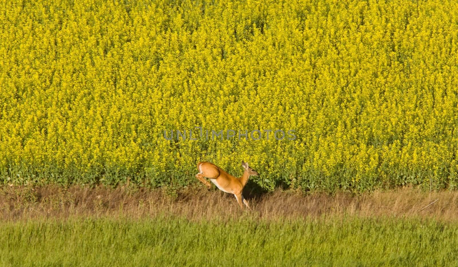 Deer running in canola mustard field by pictureguy