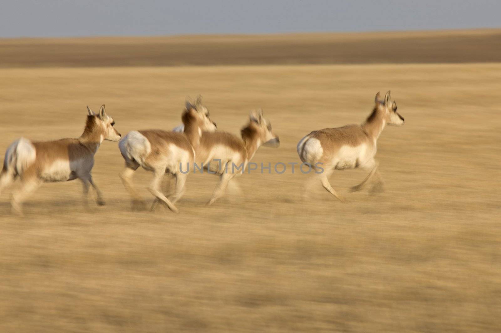 Pronghorn Antelope Prairie Saskatchewan by pictureguy