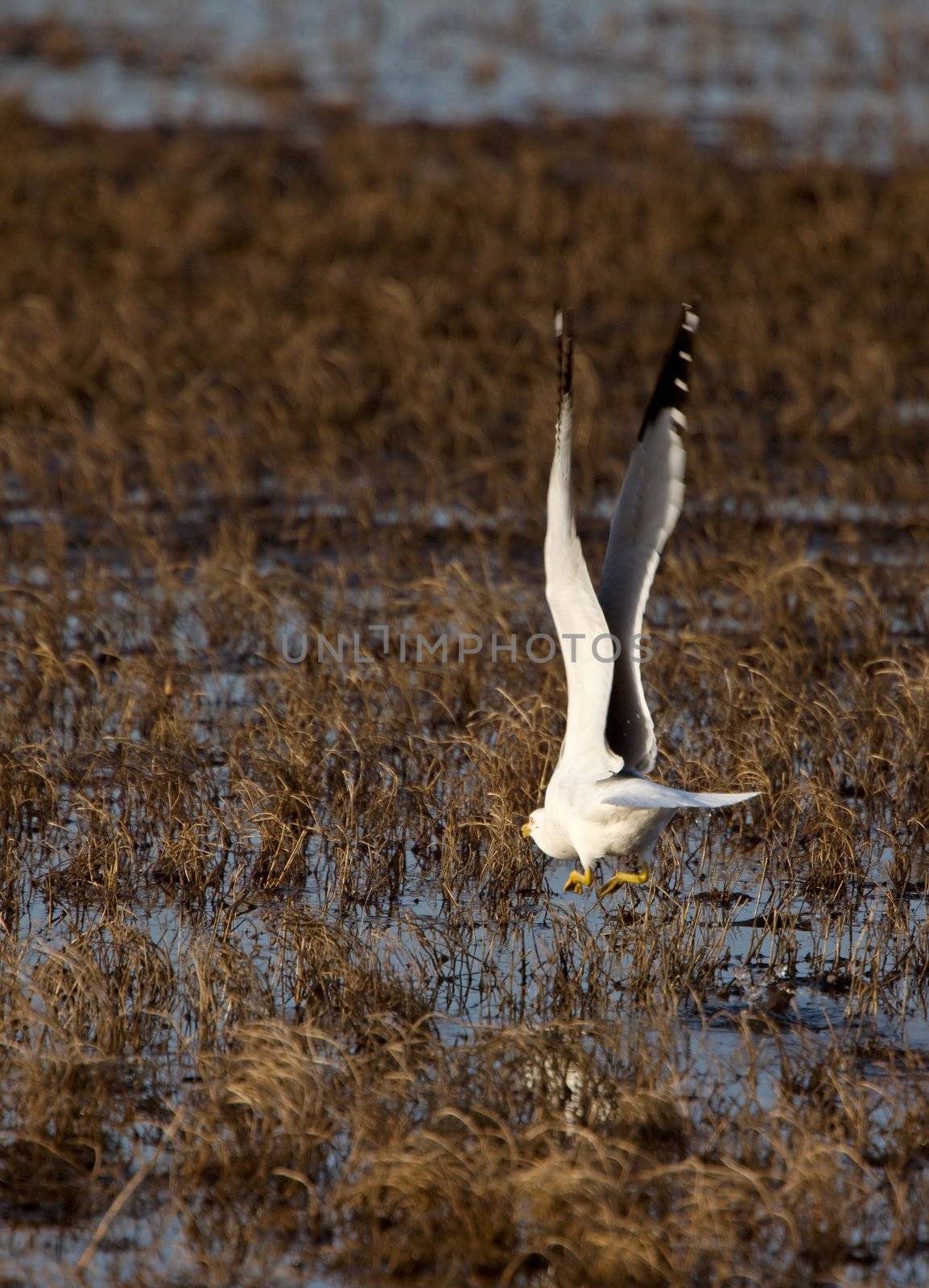 Seagull in flight by pictureguy