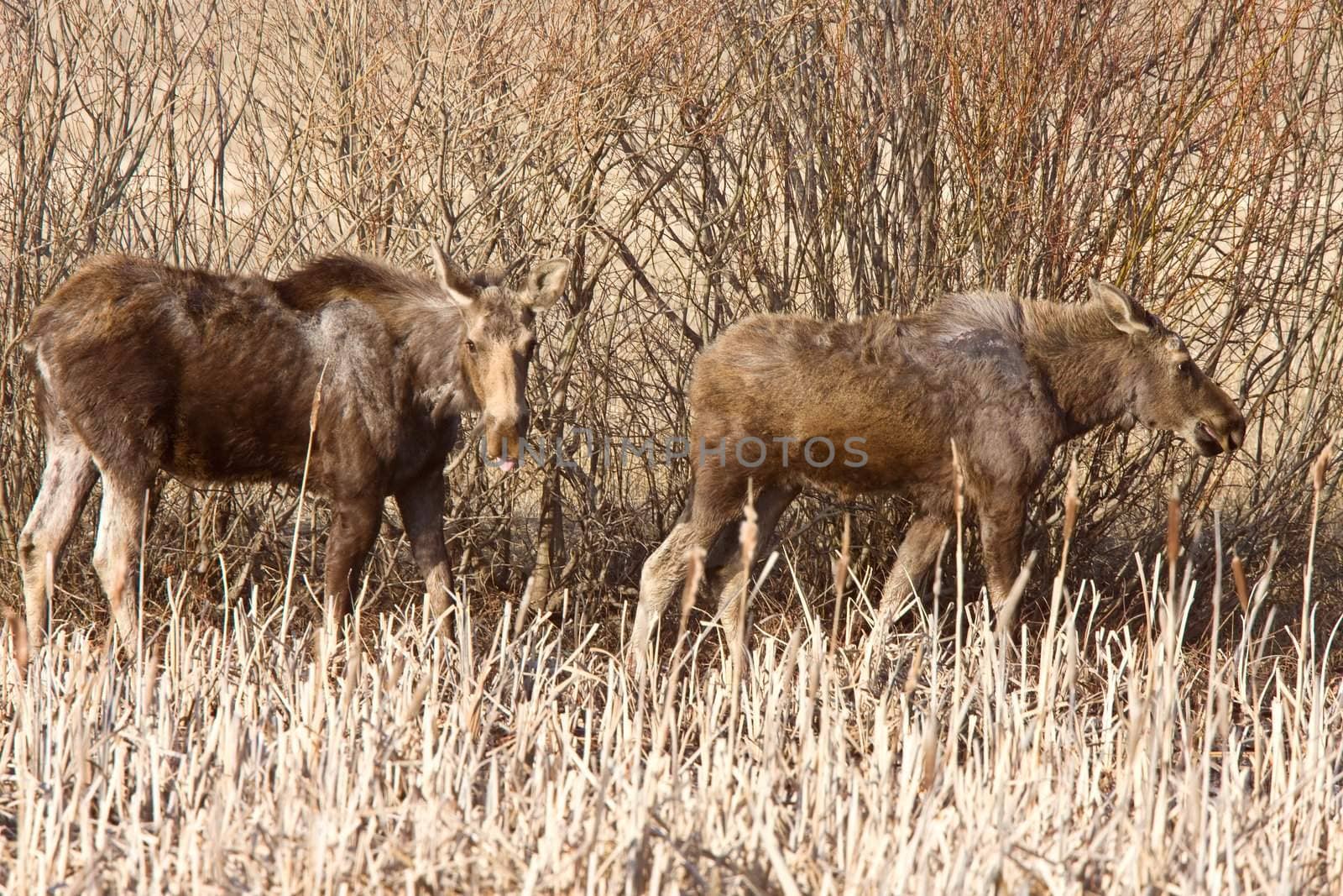 Moose Cow and Calf Saskatchewan Canada by pictureguy