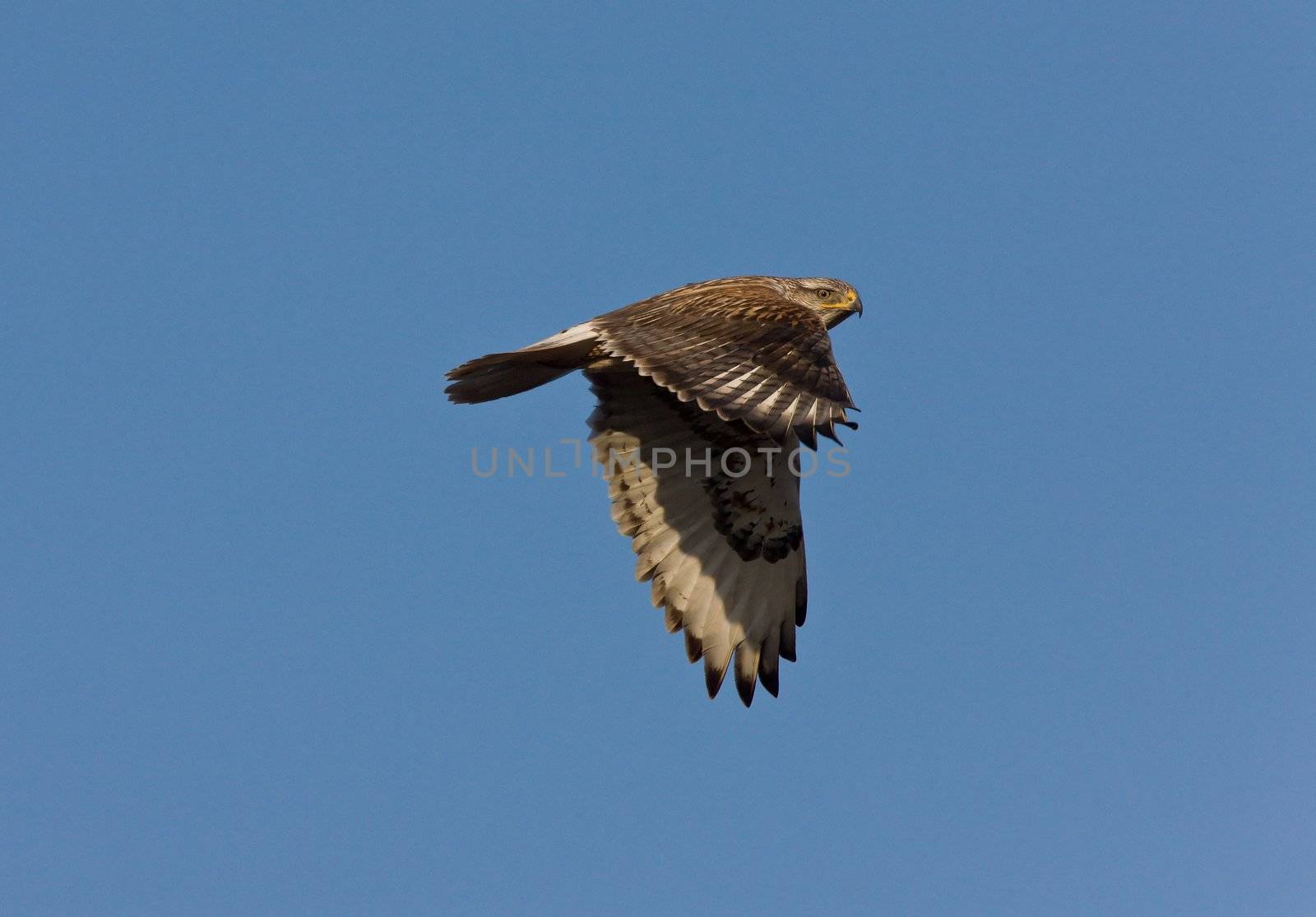 Red Tailed Hawk in Flight by pictureguy