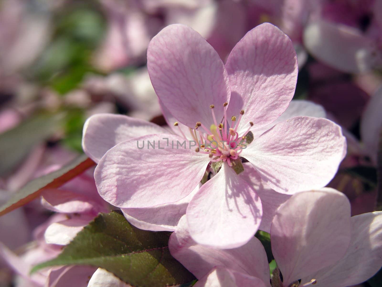 pink flowers of decorative bush in blossom