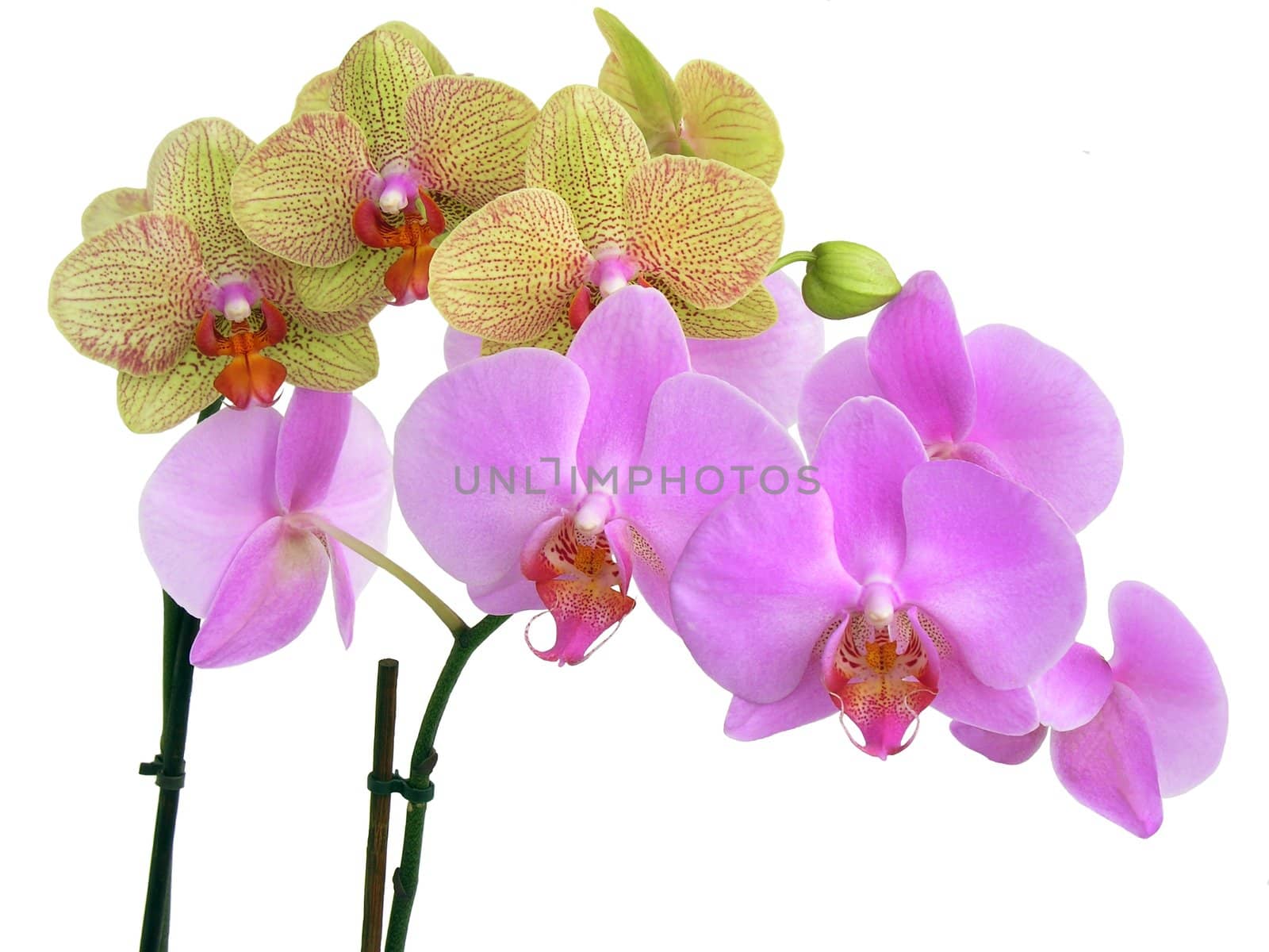 orchids the most beautiful flowers
