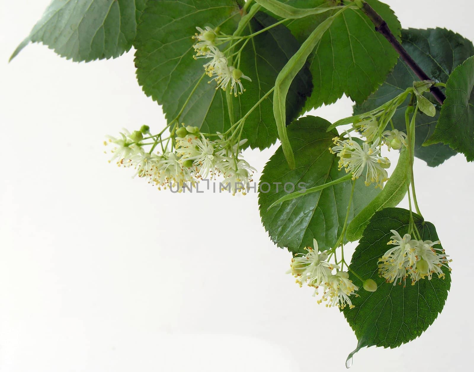 flowers of linden tree a natural medicine