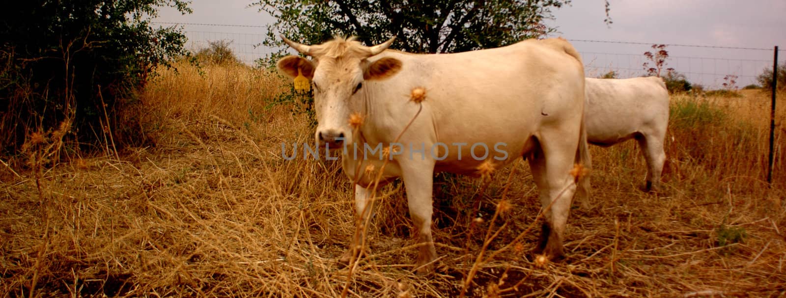 Cow in Israel by eugenef