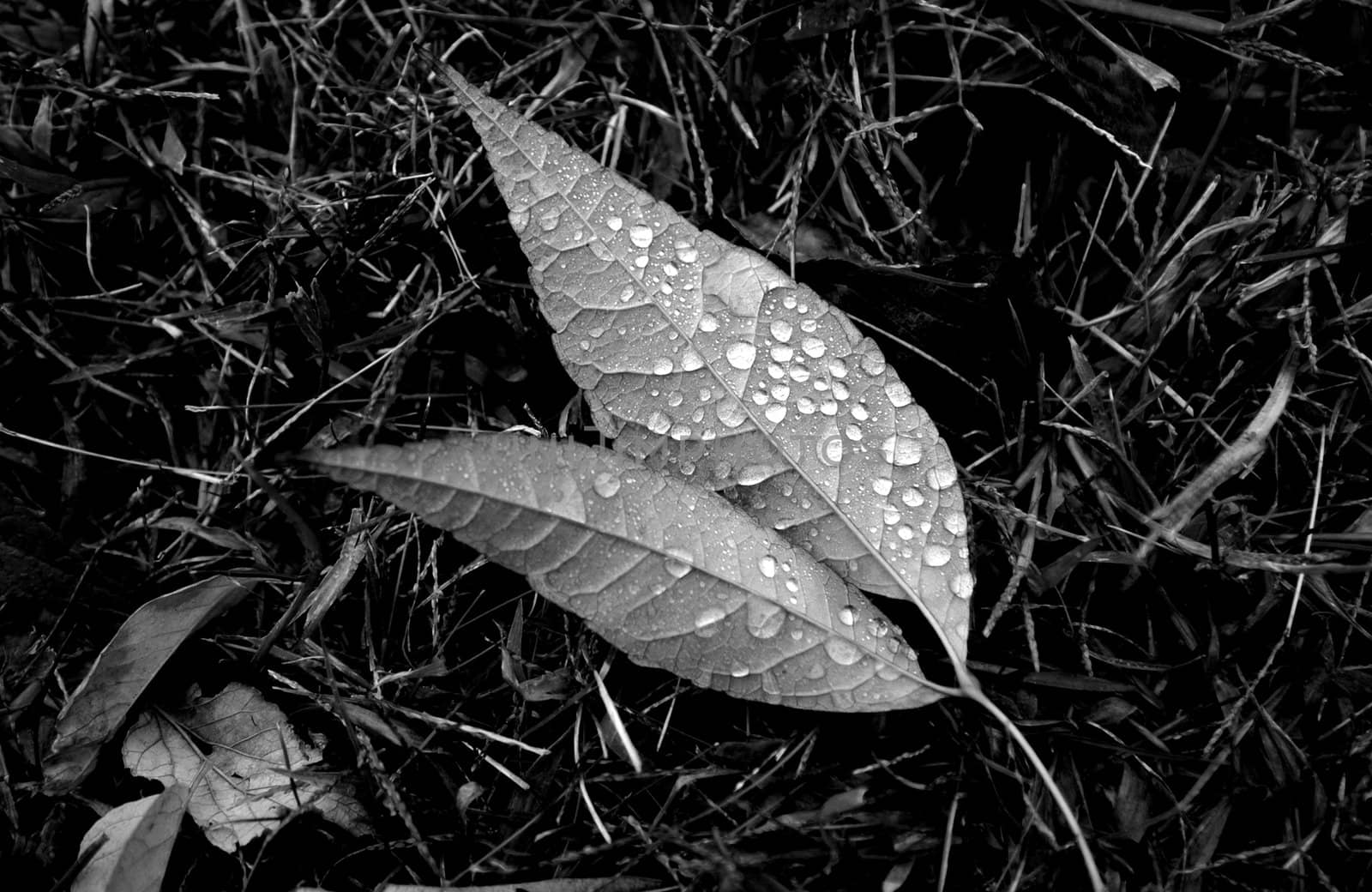 Morning dew on a leaf laying in midday.