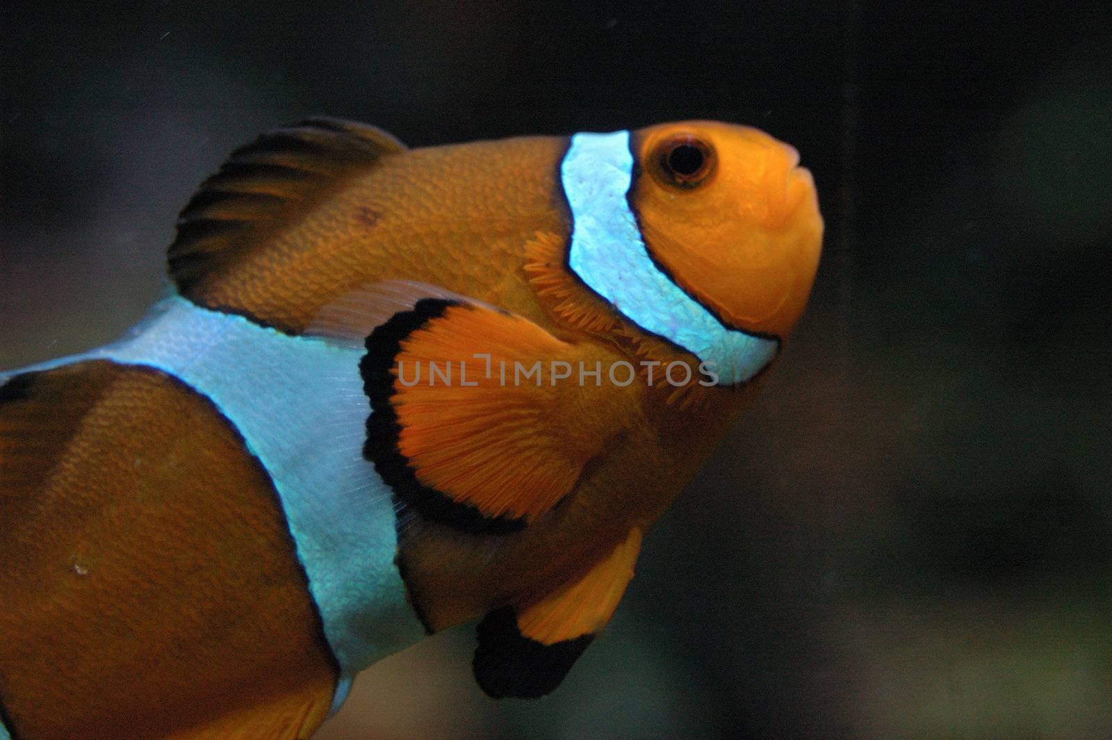 Clown fish at the local aquarium.