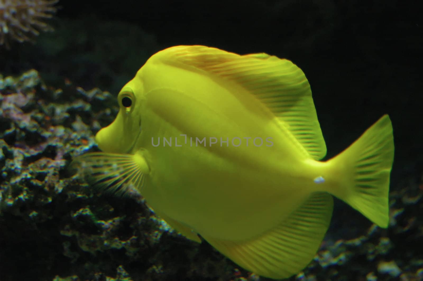 Tropical Fish Ctenochaetus truncatus taken at the local aquarium.