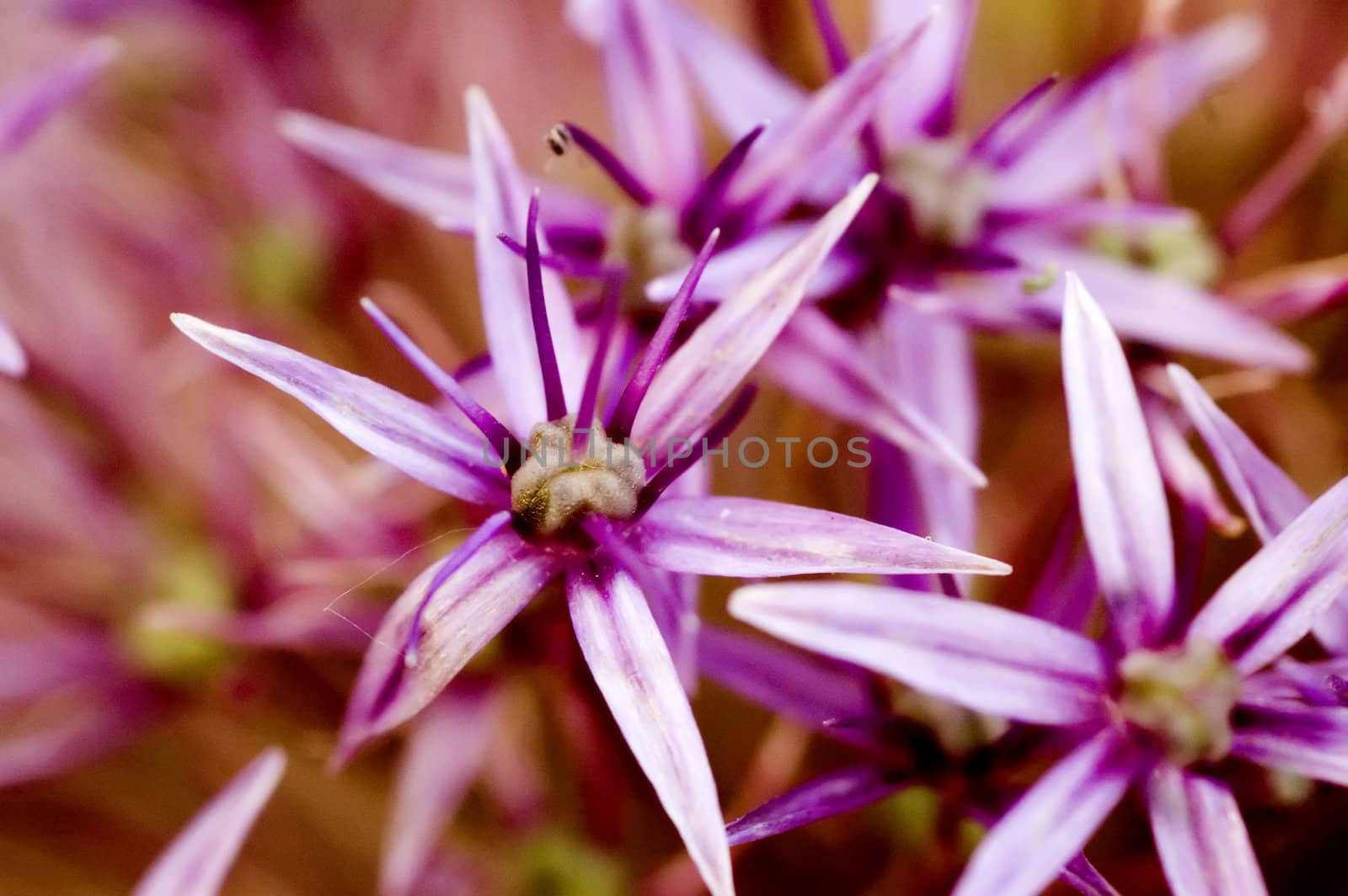 Gorgeous macro of a flower.