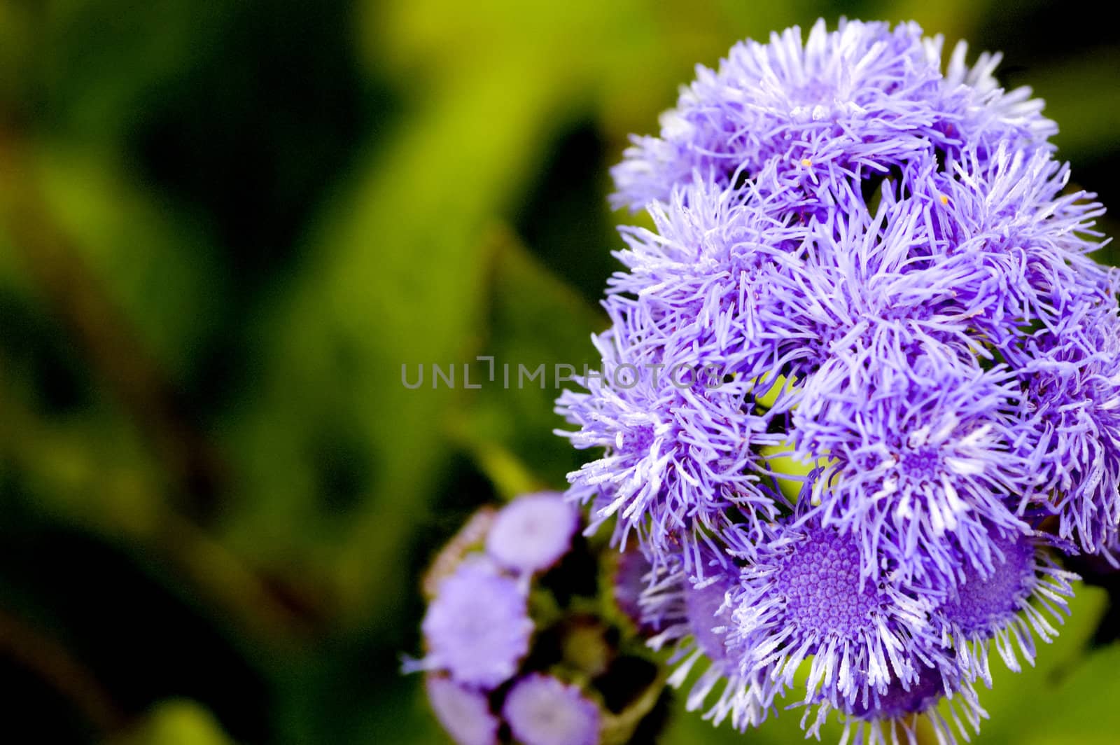 Gorgeous macro of a flower.