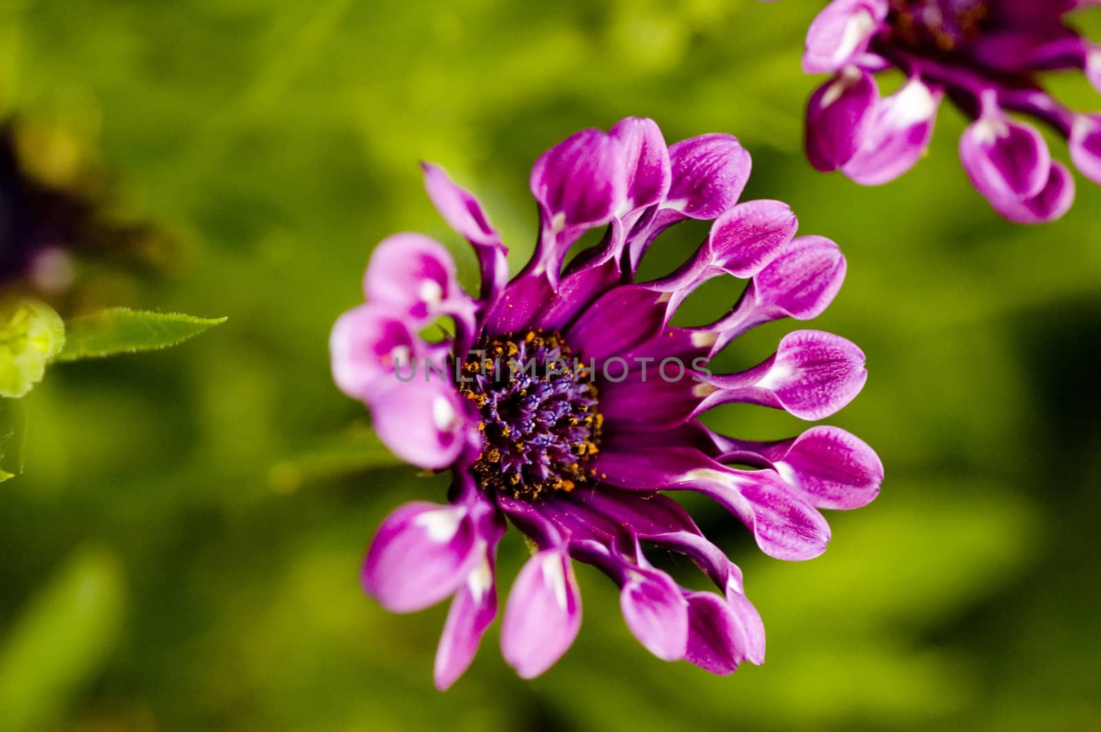 Gorgeous macro of a flower.