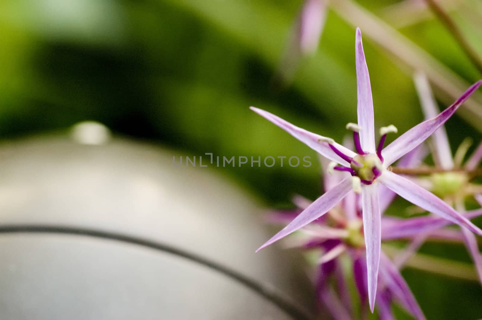 Gorgeous macro of a flower.