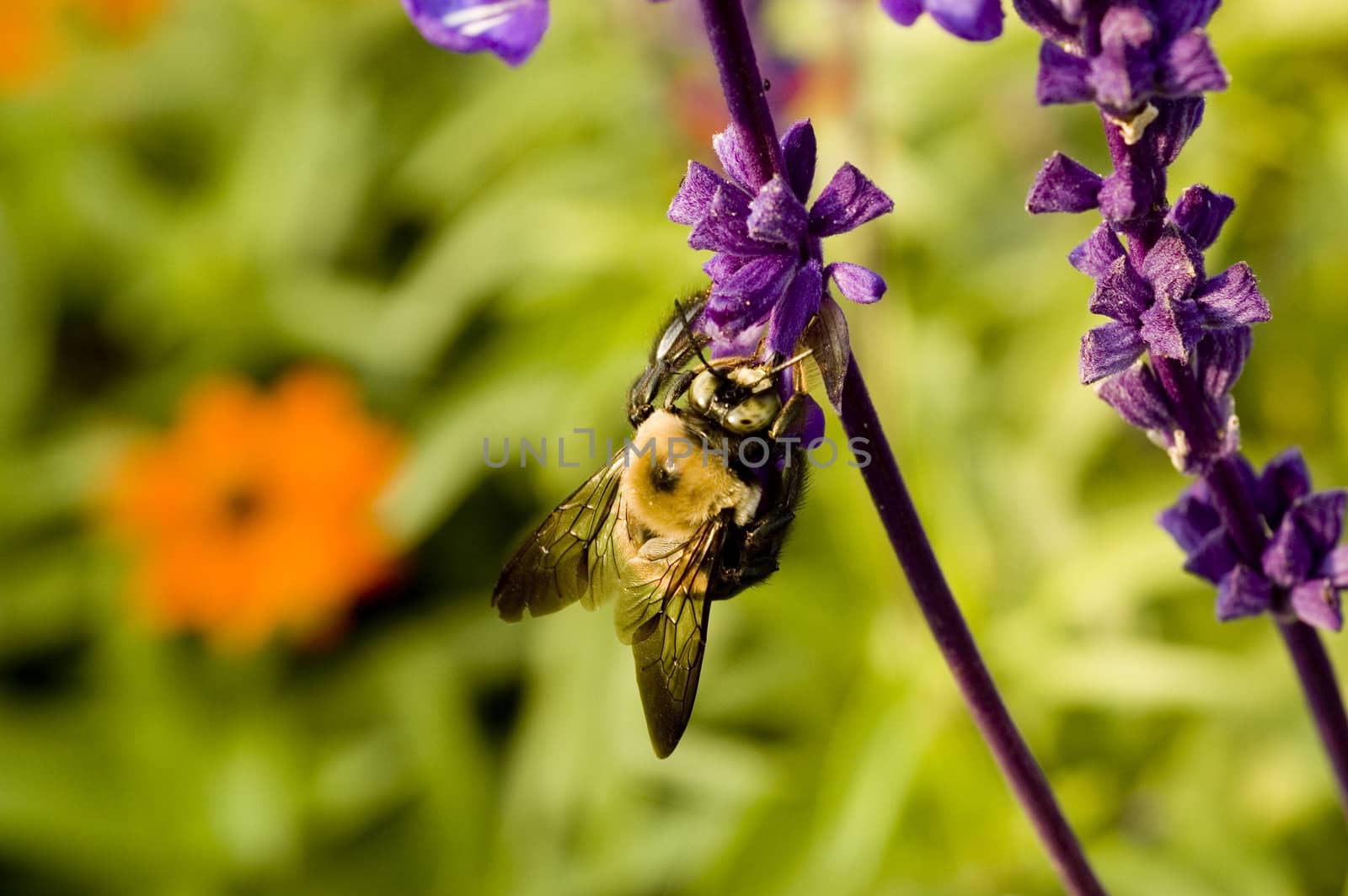 Macro photography of an insect and a purple flower at the botanical garden.