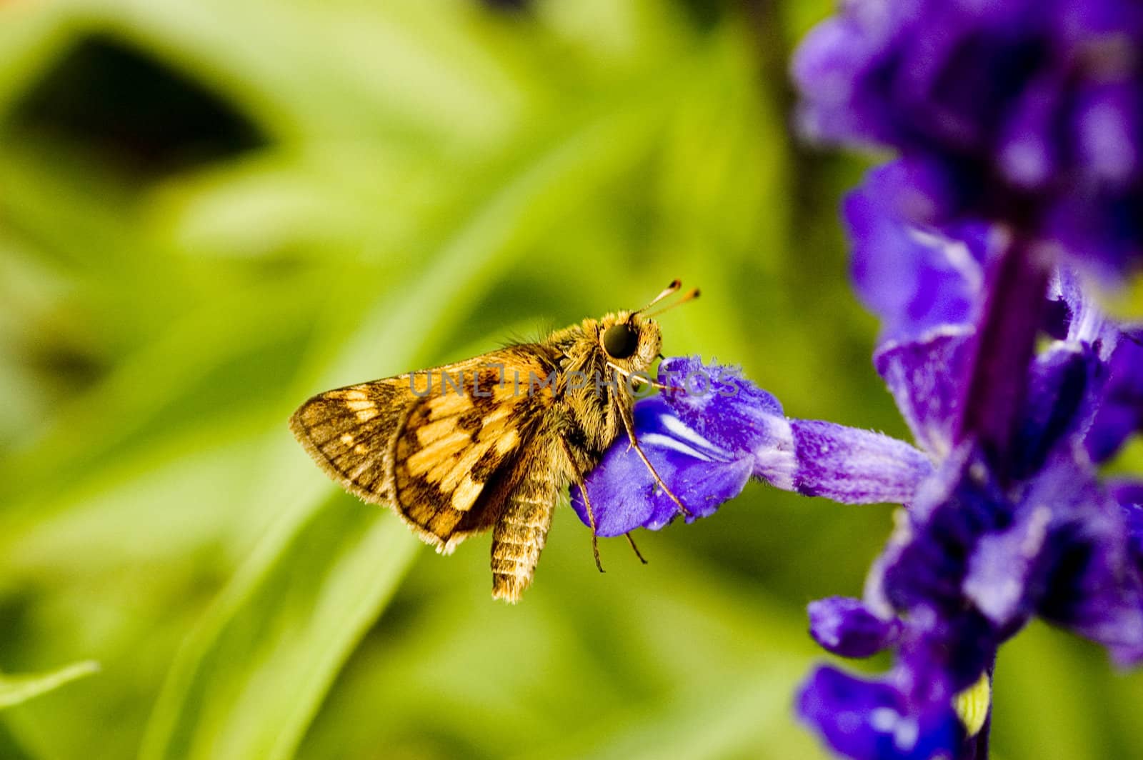 Macro photography of an insect and a purple flower at the botanical garden.