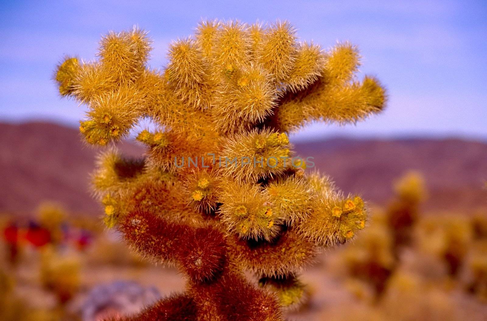 Joshua Tree National Park is located in south-eastern California