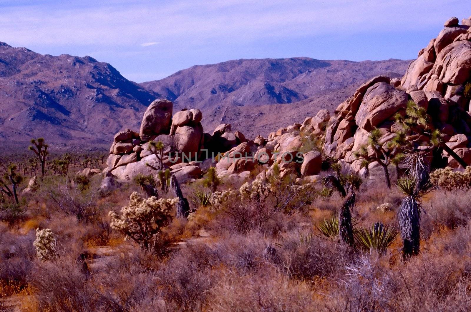 Joshua Tree National Park is located in south-eastern California