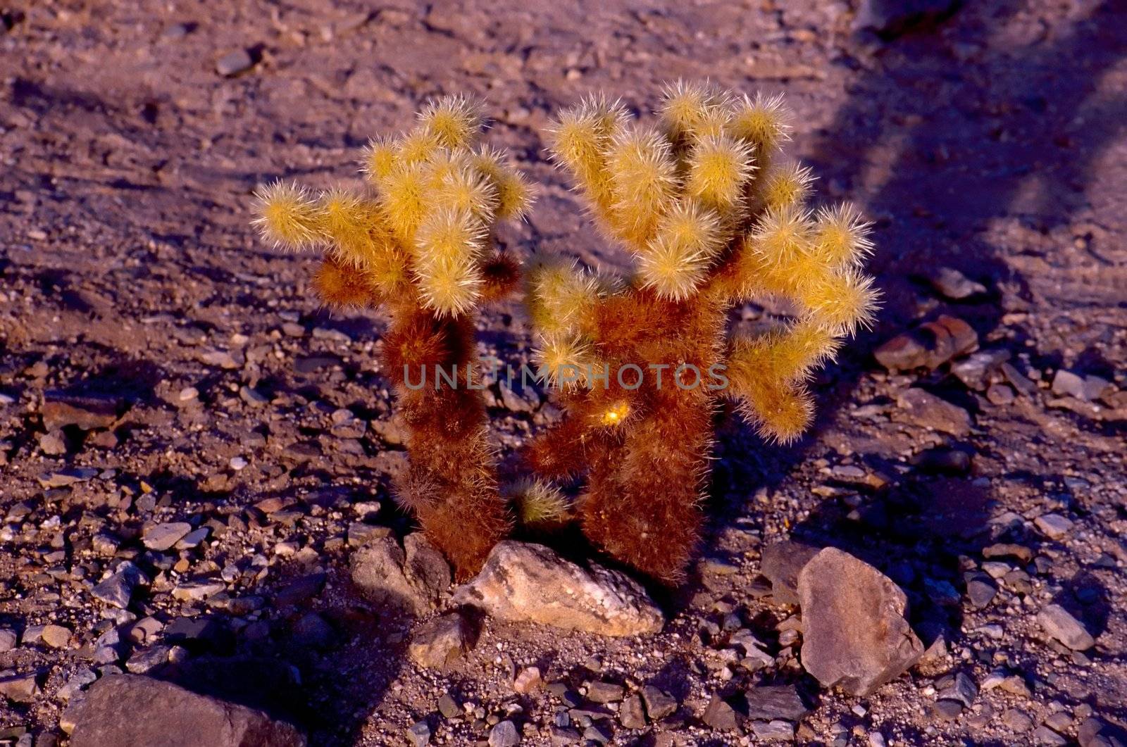 Joshua Tree National Park is located in south-eastern California