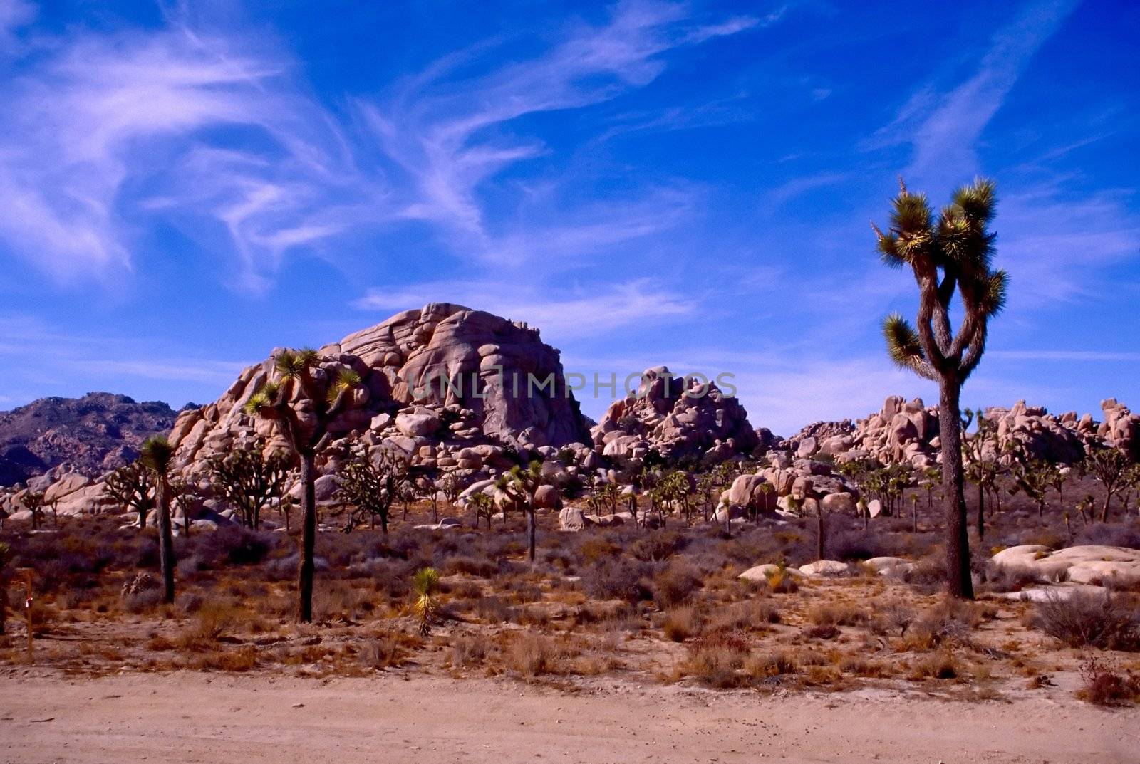 Joshua Tree National Park is located in south-eastern California