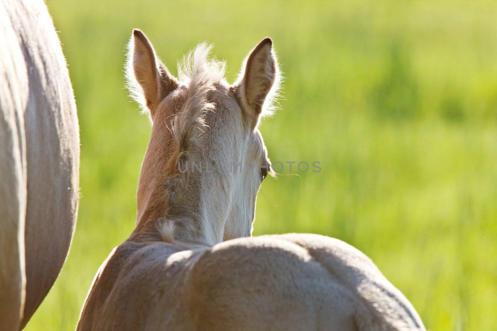 Colt and Mother  Saskatchewan Canada