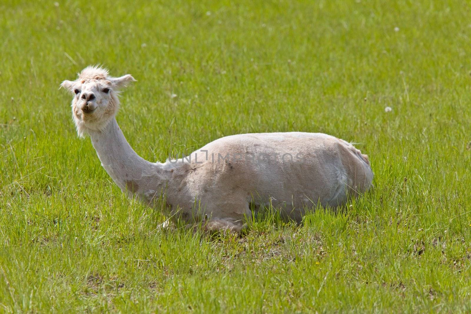 Shaved Sheared Llama Saskatchewan Canada