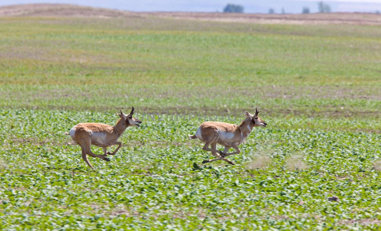 Pronghorn Antelope Running by pictureguy