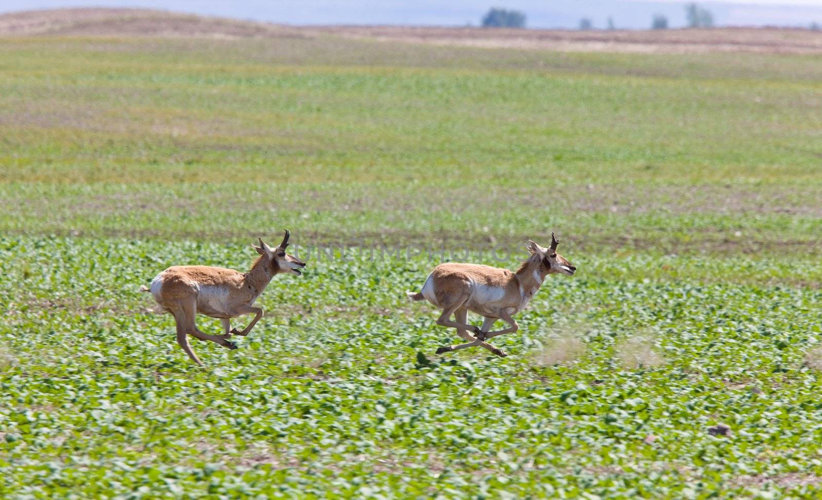 Pronghorn Antelope Running in Prairie Field