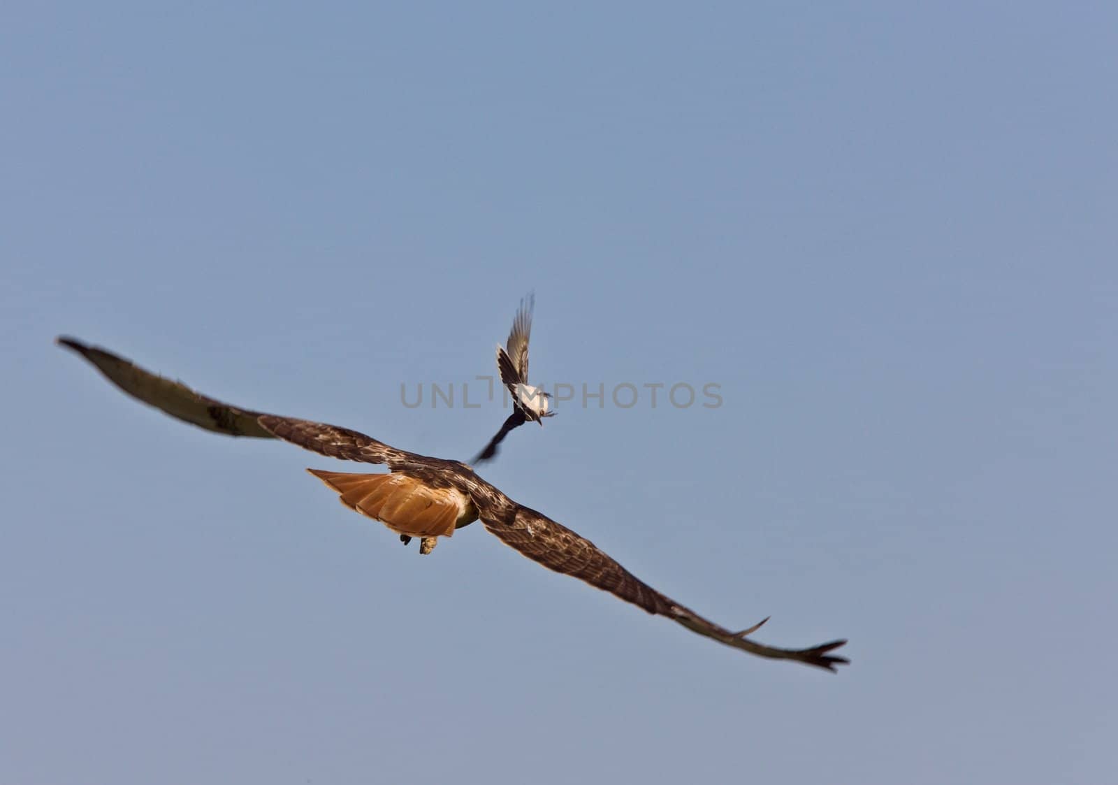 Ret Tailed Hawk and Kingbird attacking Saskatchewan
