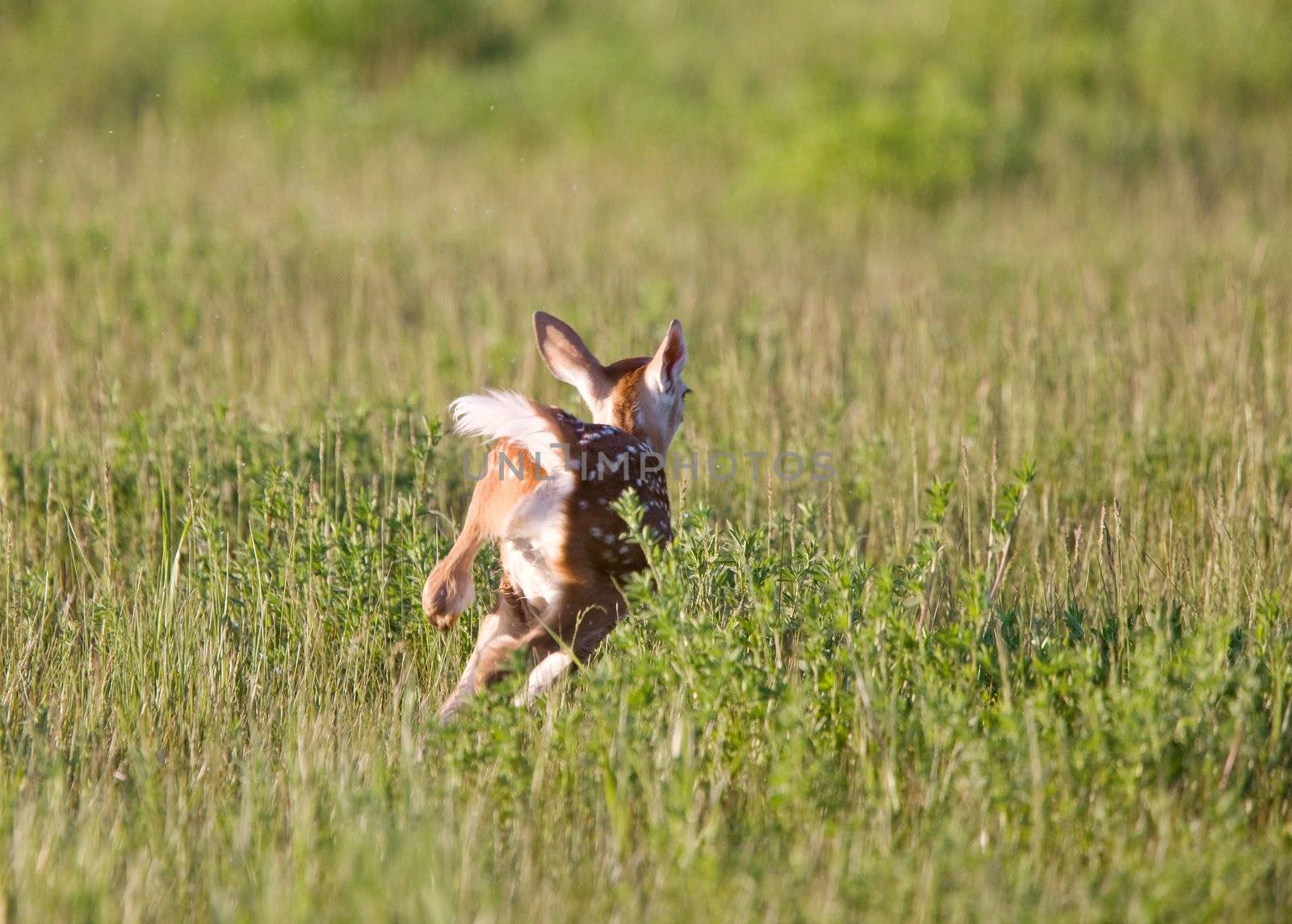 Young Fawn running in a field Saskatchewan