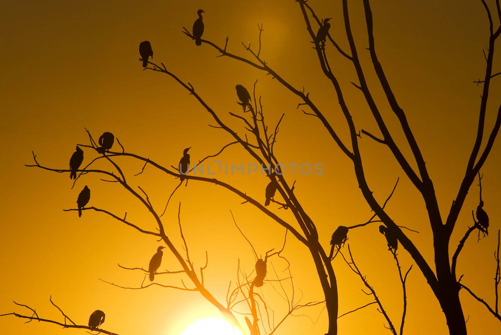 Cormorants in tree by pictureguy