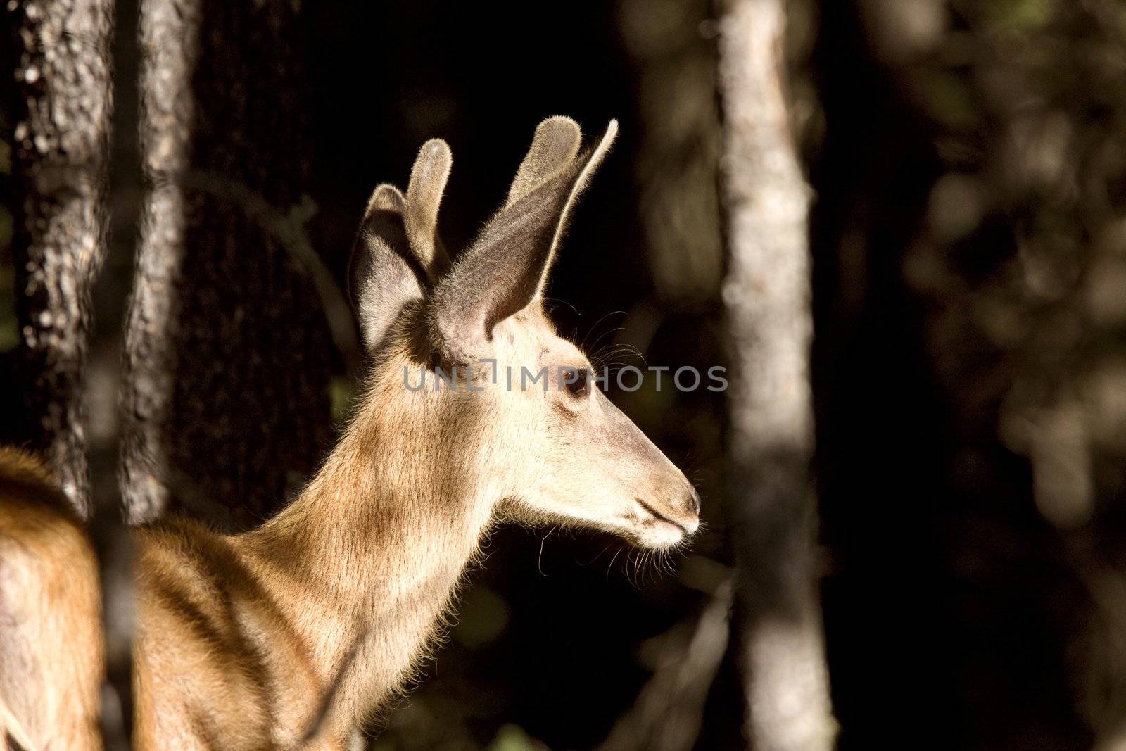 Deer Buck sunlit bush forest antlers velvet Canada