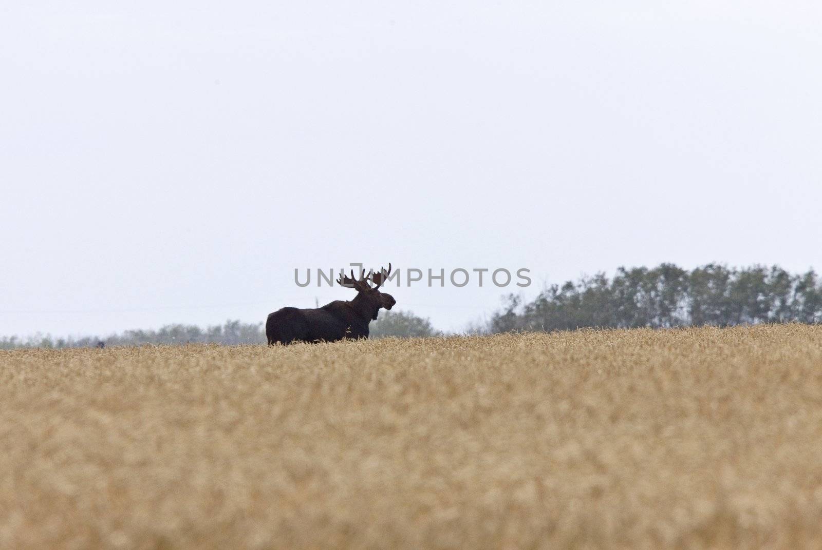 Bull Moose in Saskatchewan Prairie wheat bush