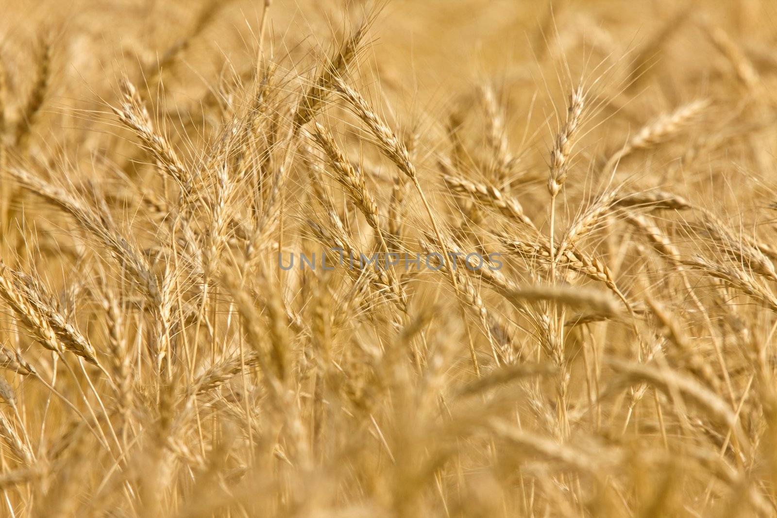 Wheat field sheafs wind close up ripe and yellow