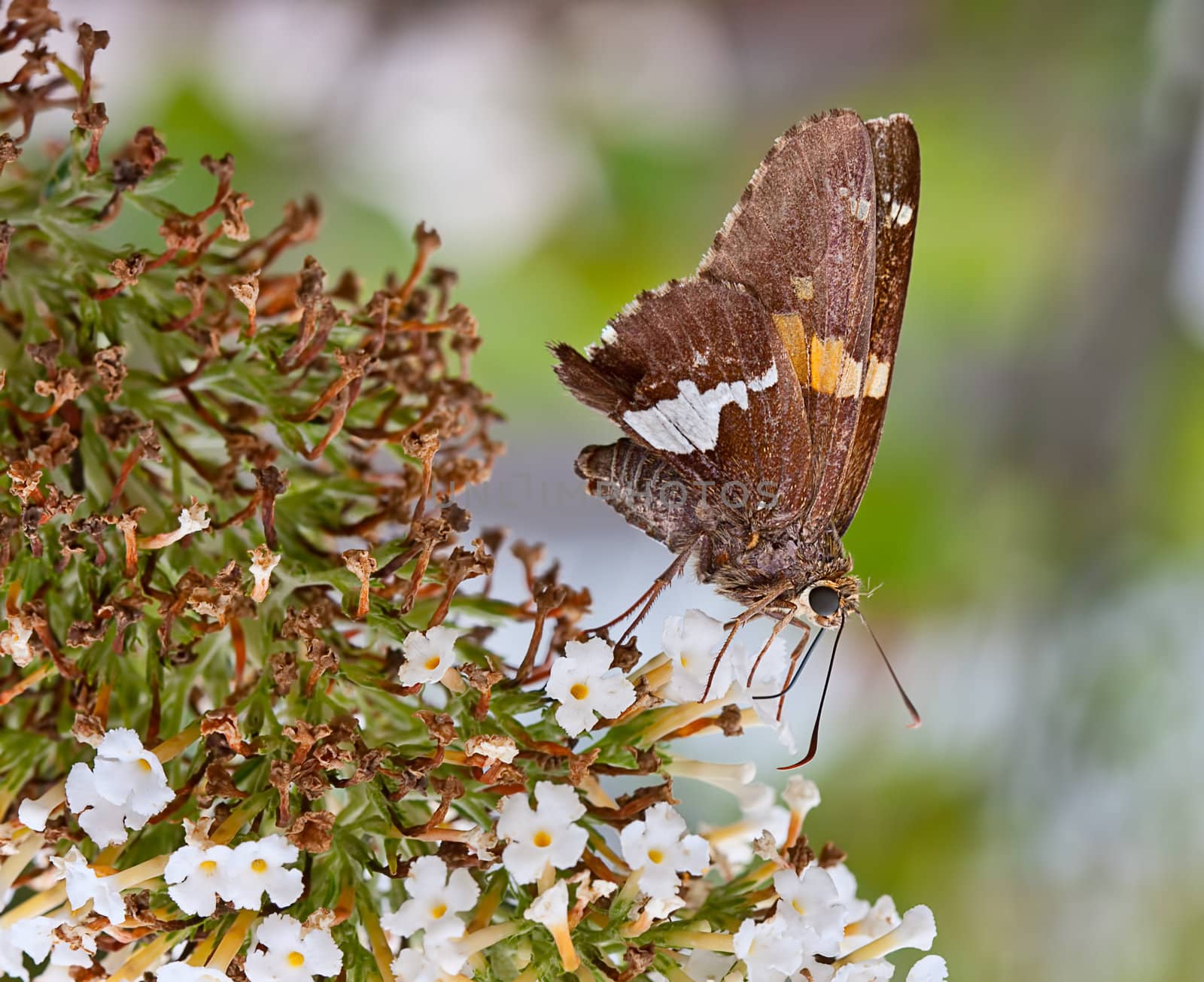 A silver-spotted skipper butterfly on a flower in a garden. The butterfly is sucking nectar from a flower.